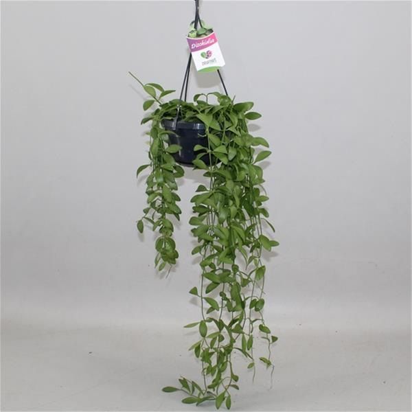 DISCHIDIA OIANTHA
