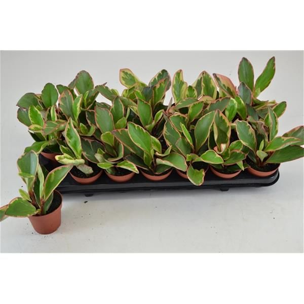 PEPEROMIA CLUSIFLOLIA JELLIE