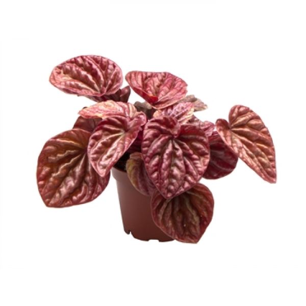 PEPEROMIA QUITO