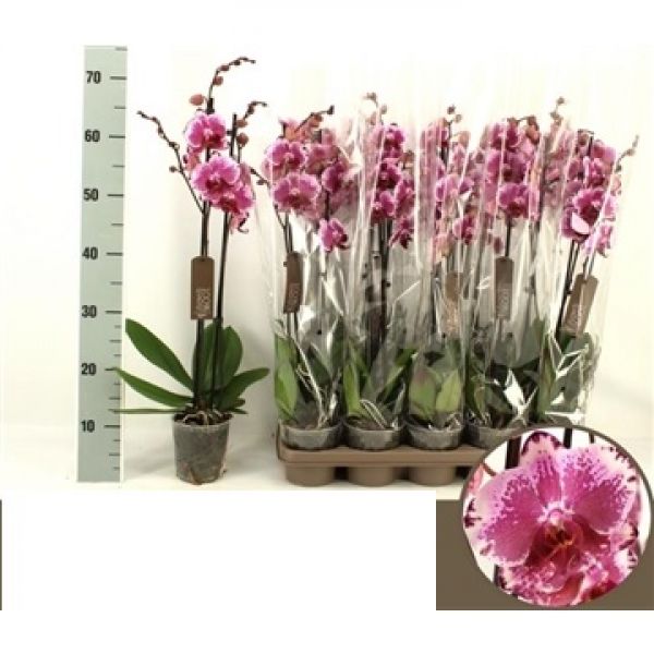 PHALAENOPSIS VERONIKA