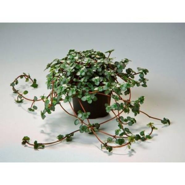 PILEA NUMMULARIFOLIA