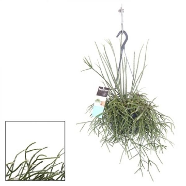 RHIPSALIS PILOCARPA