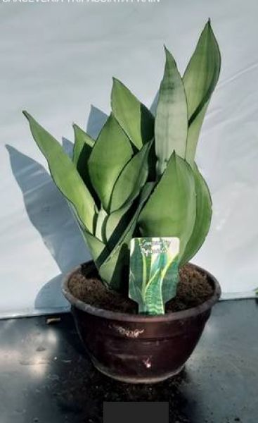 SANSEVERIA MOONSHINE