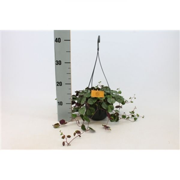 SENECIO MIKANOIDES