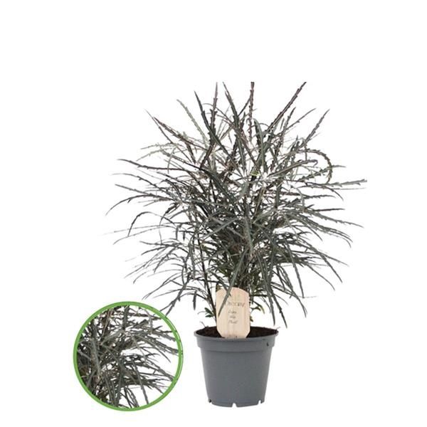 ARALIA ELEGANTISSIMA