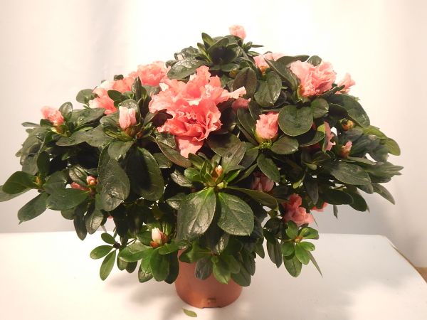 AZALEE POT 14 CM