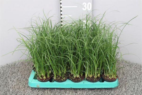 BEAUCARNEA NOLINA