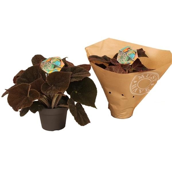 BEGONIA MASONIANA
