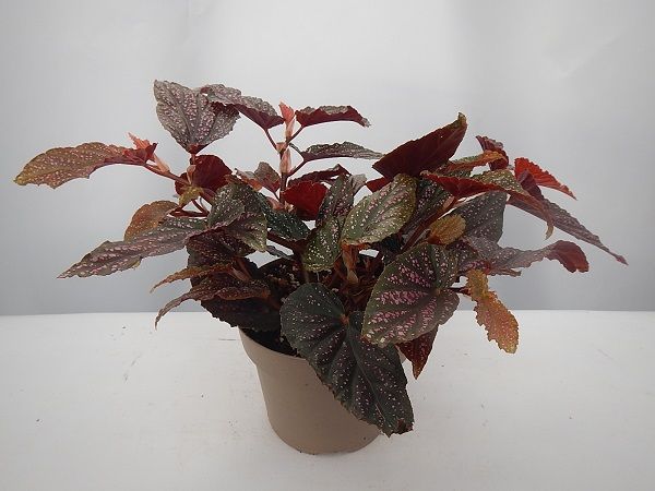 BEGONIA POLKA DOT PINK
