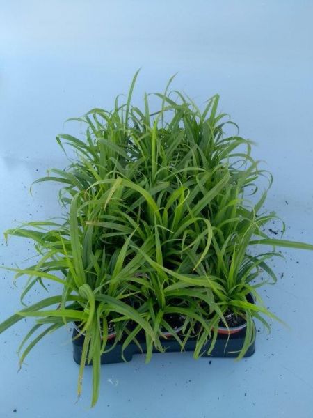CAREX PENDULA