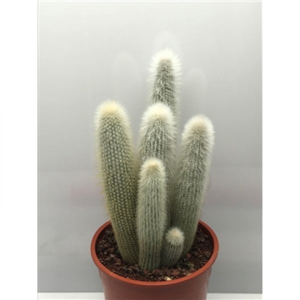CLEISTOCACTUS STRAUSII