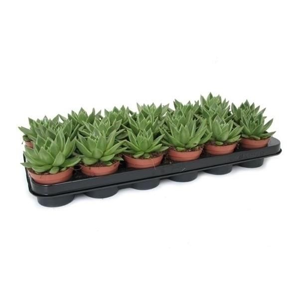ECHEVERIA AGAVOIDES