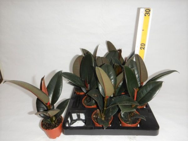 FICUS ROBUSTA