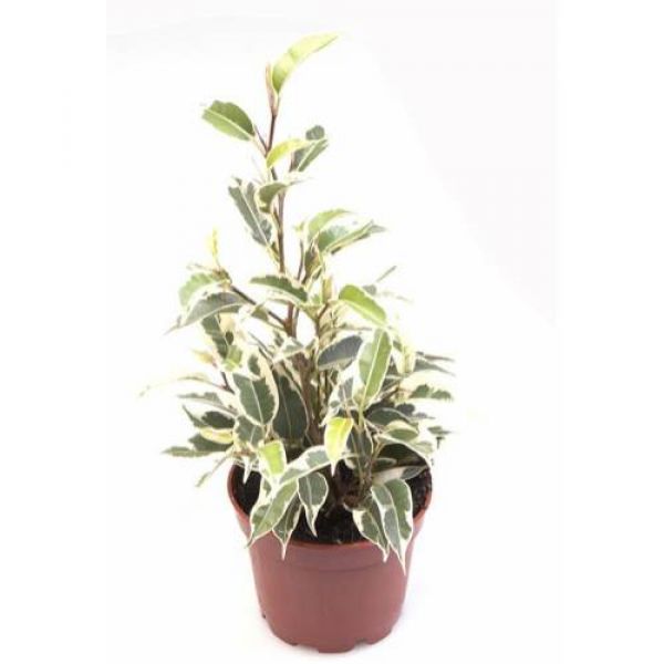 FICUS SAMANTHA