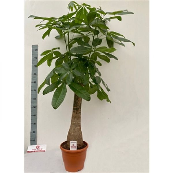 PACHIRA AQUATICA