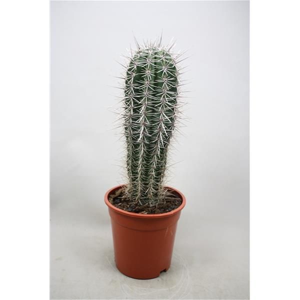 PACHYCEREUS PRINGLEI