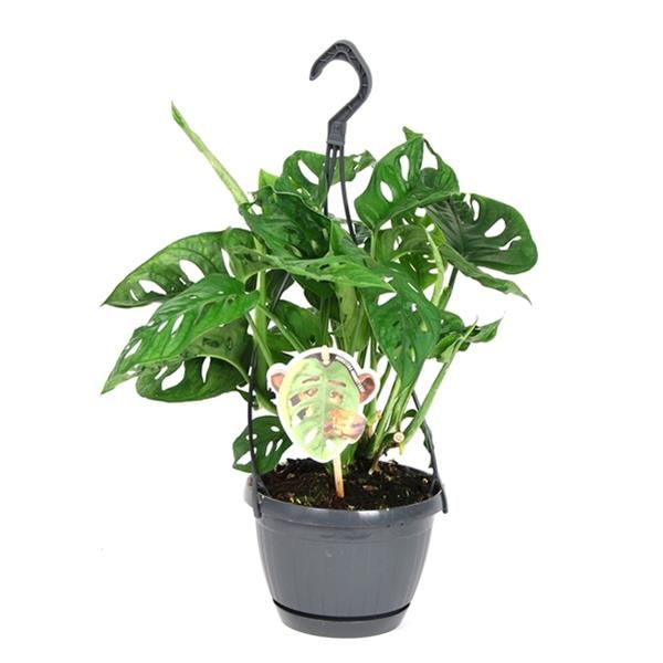 PHILODENDRON OBLIQUA MONKEY