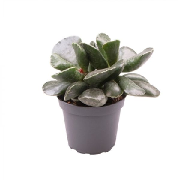 ADROMISCHUS COOPERI