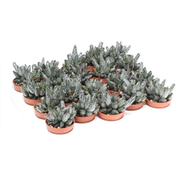 ADROMISCHUS FESTIVUS