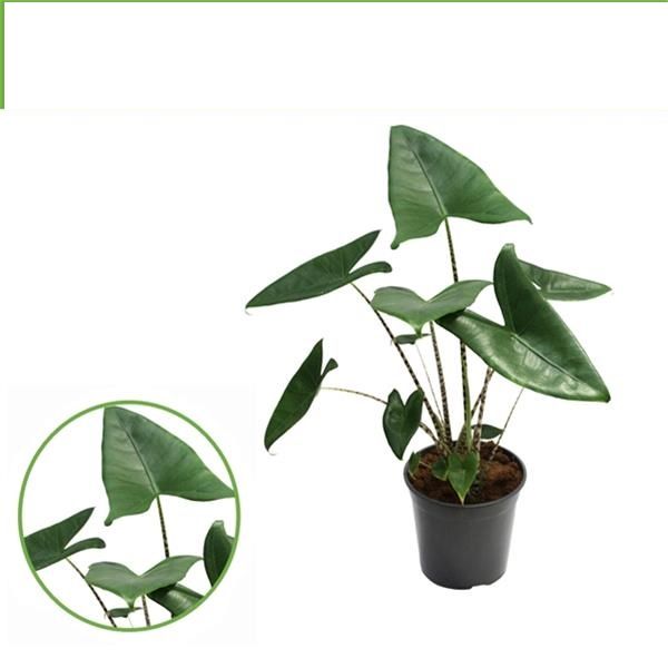 ALOCASIA ZEBRINA
