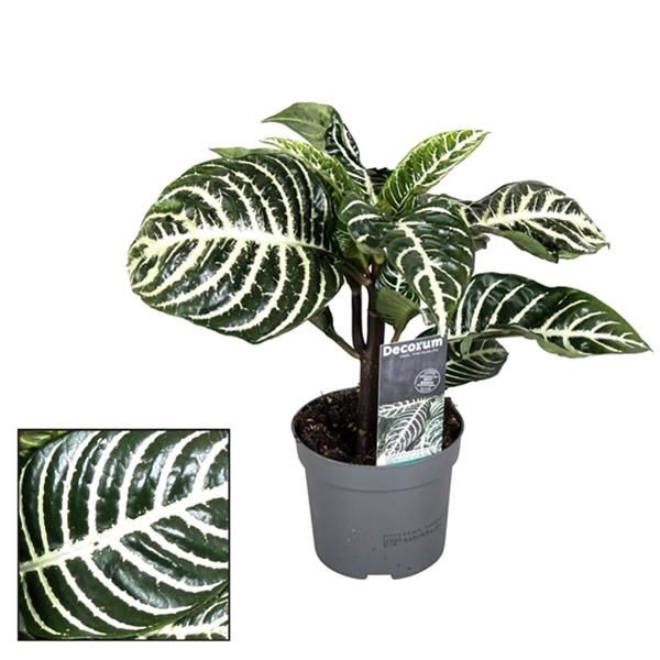 APHELANDRA BOTANICA