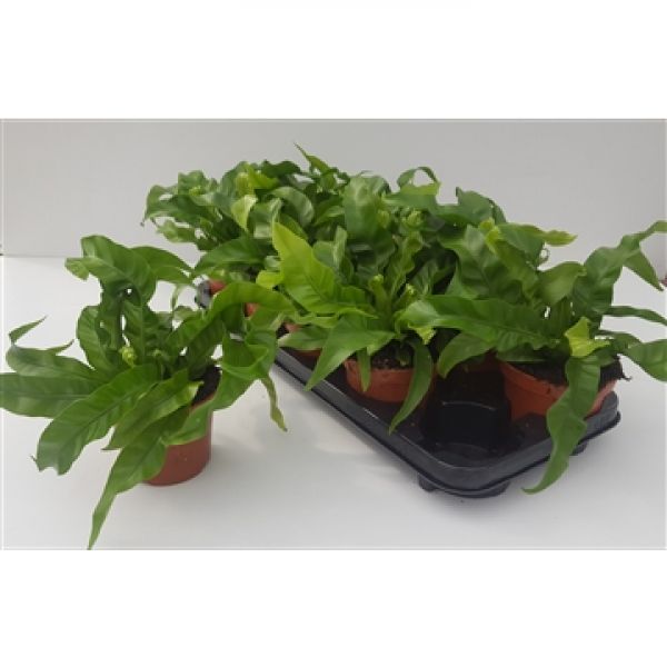 ASPLENIUM HURRICANE