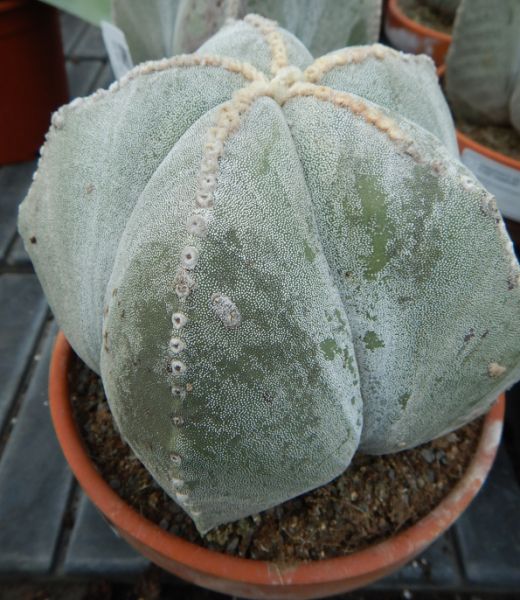 ASTROPHYTUM MYRIOSTIGMA