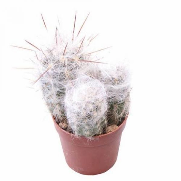 AUSTROCEPHALOCEREUS