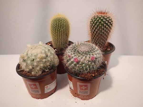 CACTUS MIX