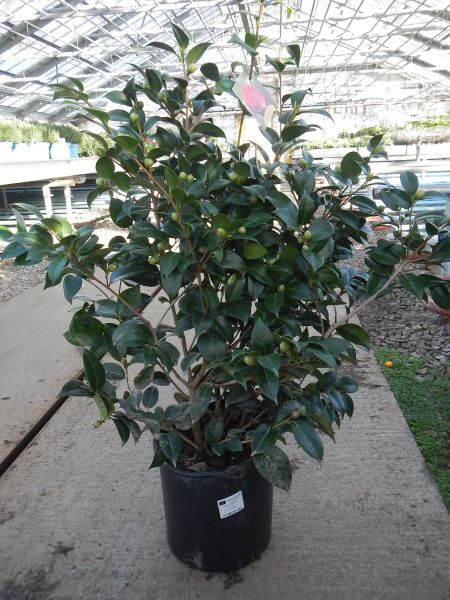 CAMELLIA JAPONICA