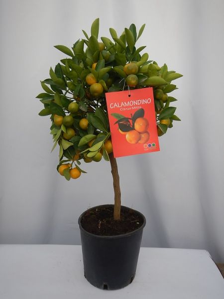 CITRUS CALAMONDIN