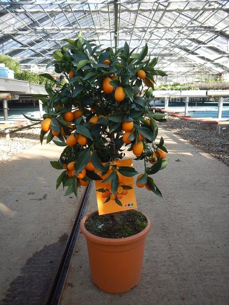CITRUS KUMQUAT