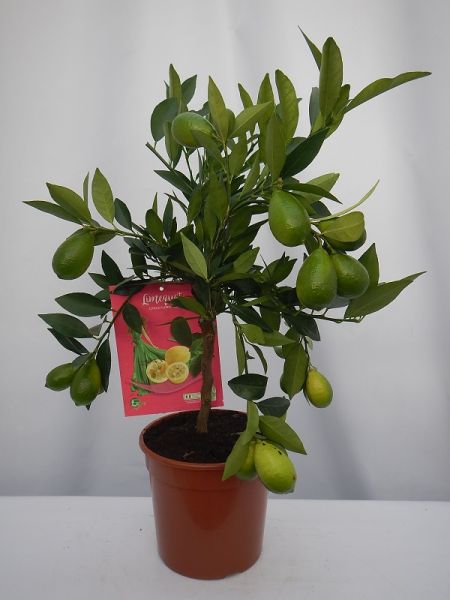CITRUS LIMEQUAT