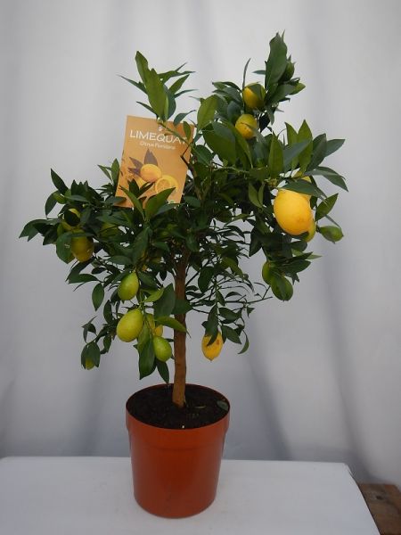 CITRUS LIMEQUAT