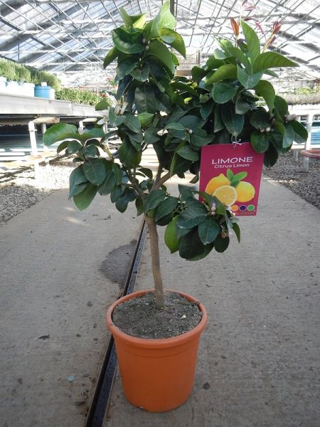CITRUS LIMON