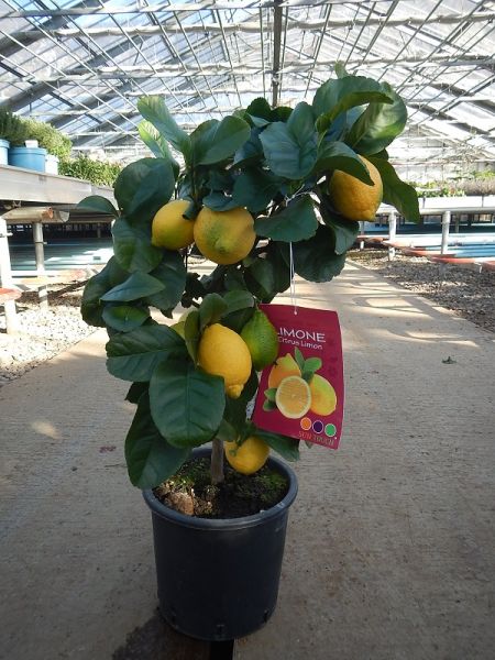 CITRUS LIMON