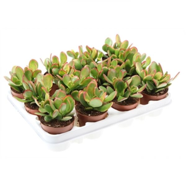 CRASSULA OVATA SUNSET