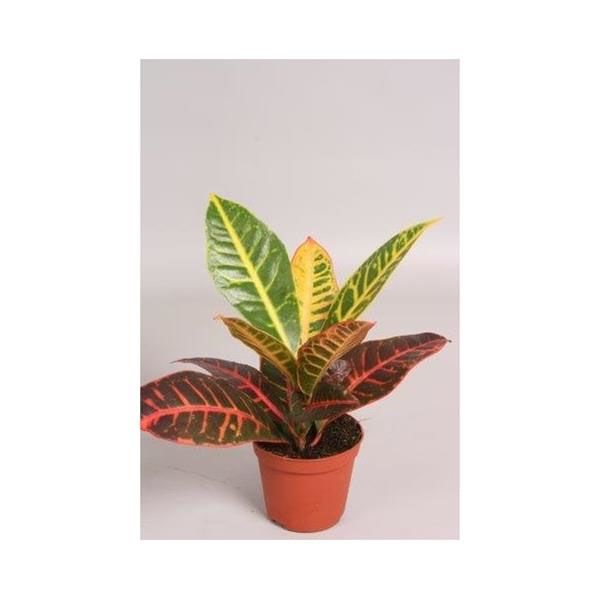 CROTON PETRA / CODIAEUM