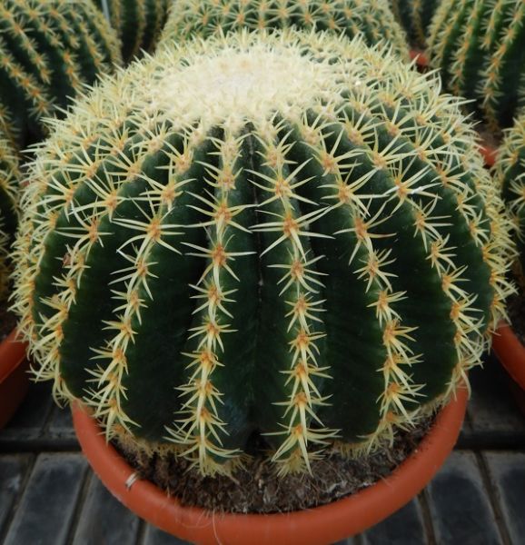 ECHINOCACTUS GRUSONII inermis