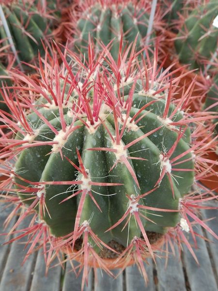 FEROCACTUS STAINESII