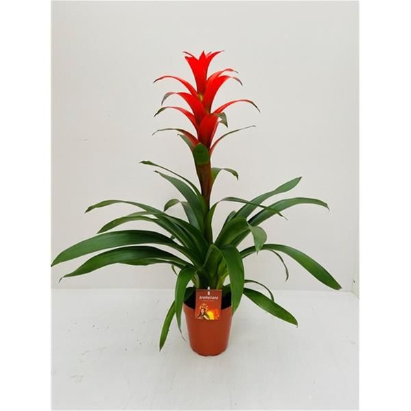 GUZMANNIA ALURE