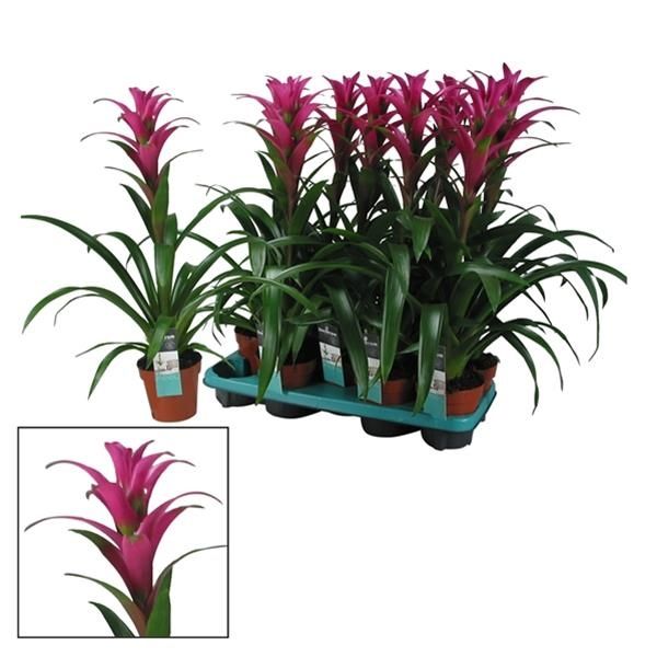 GUZMANNIA PINK