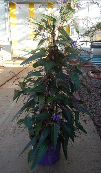 HANDERBERGIA