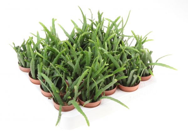 LEPISMIUM BOLIVIANUM