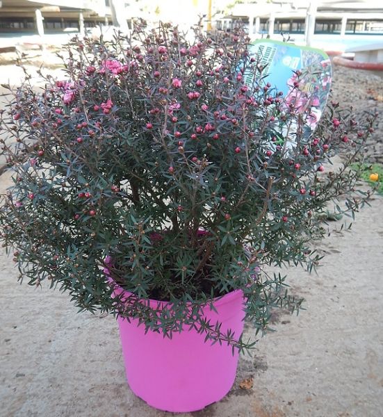 LEPTOSPERMUM