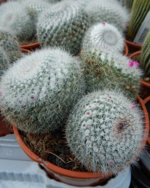 MAMMILLARIA HAHNIANA