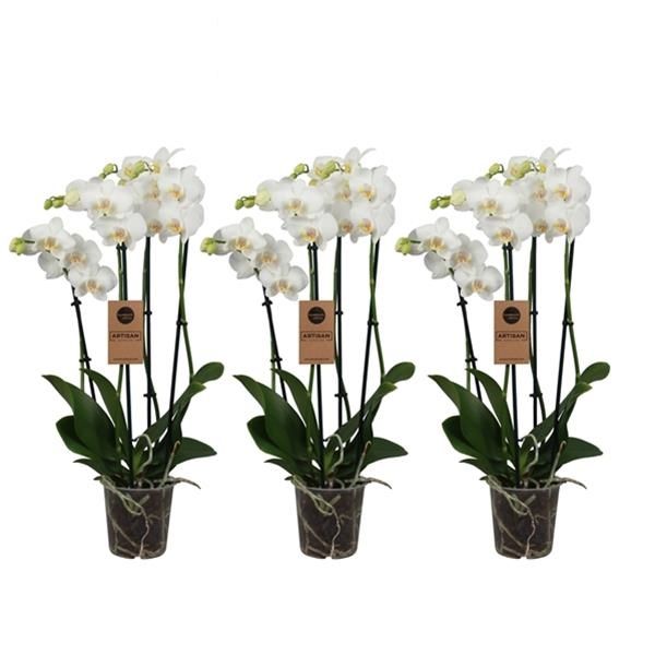 PHALAENOPSIS