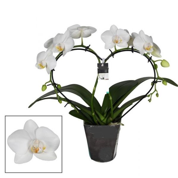PHALAENOPSIS