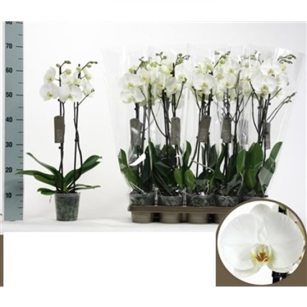 PHALAENOPSIS PREMIUM