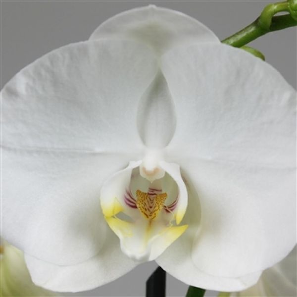 PHALAENOPSIS ROAD TRIP